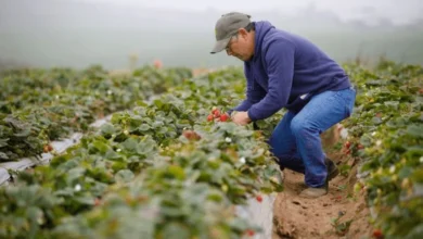Farm Attendant Job in Australia 2025