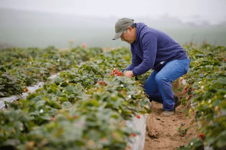 Farm Attendant Job in Australia 2025