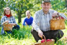 Fruit Picker Jobs in Canada 2025