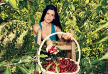 Seasonal Fruit Picker Jobs in New Zealand