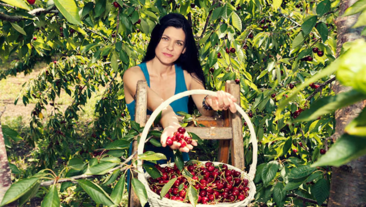 Fruit Picker Jobs in New Zealand 2025 – Apply Now