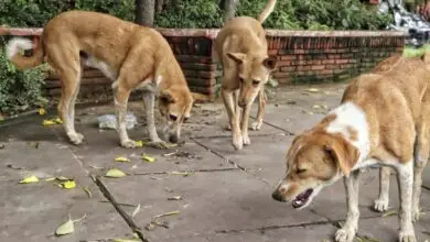 Supreme Court Transfers Delhi-NCR Stray Dog Case to Three-Judge Bench; Hearing Scheduled for Thursday
