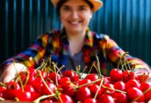 Cherry Picking Jobs in New Zealand – Panmure Orchards Ltd