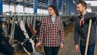 Dairy Farm Worker Jobs in New Zealand