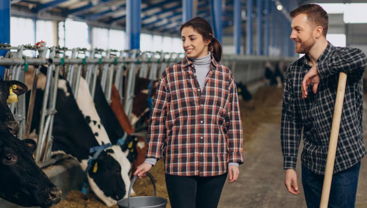 Dairy Farm Worker Jobs in New Zealand