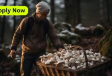 Mushroom Harvesting Labourer Jobs in Canada