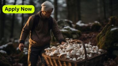 Mushroom Harvesting Labourer Jobs in Canada