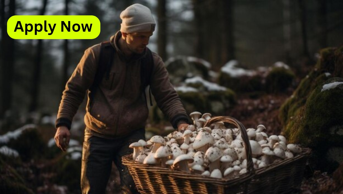 Mushroom Harvesting Labourer Jobs in Canada